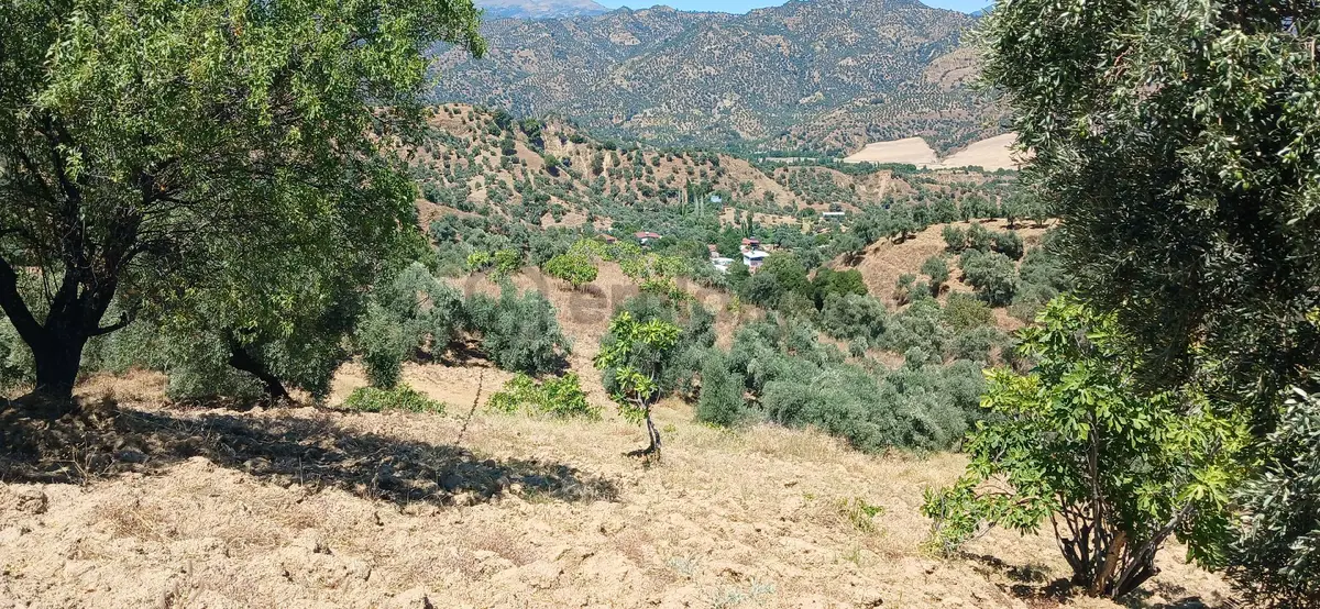Sahibinden Satılık 1hektar527m2 Bahçe - 5