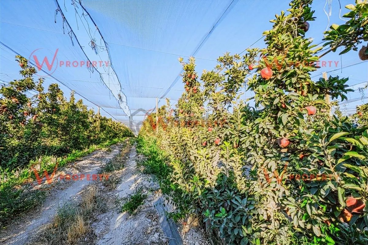 W Property'den Niğde Bor'da 2.291 Dönüm Elma Bahçesi - 9