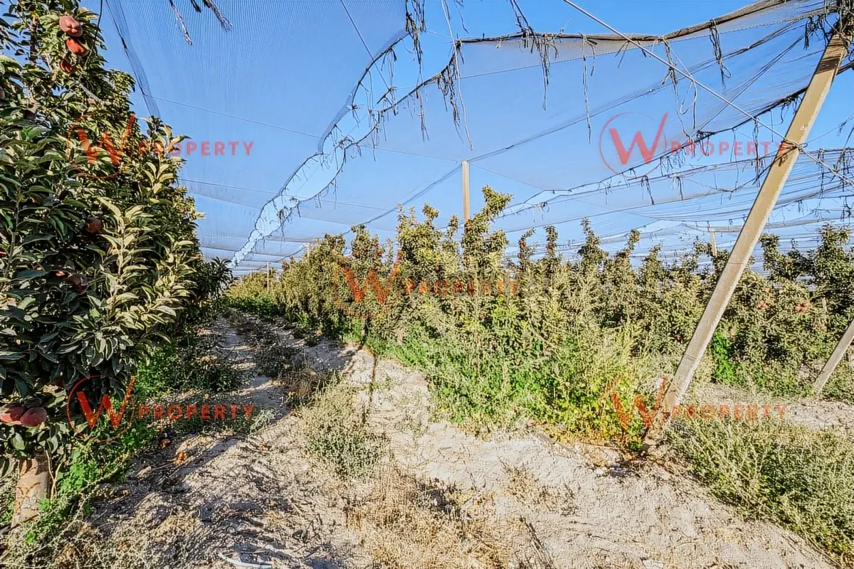 W Property'den Niğde Bor'da 2.291 Dönüm Elma Bahçesi - 8