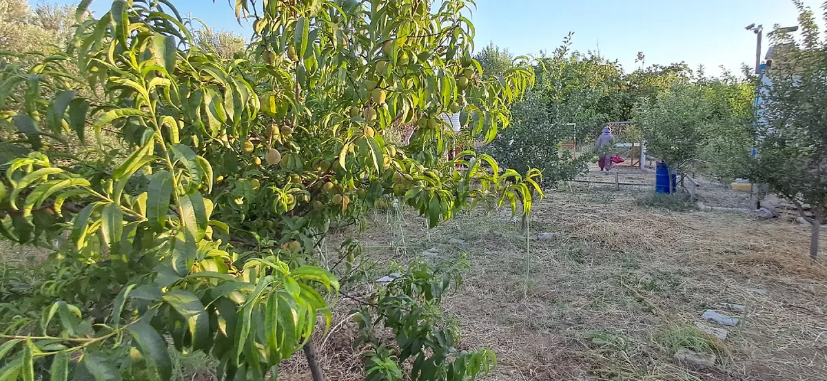 Sahibinden Resmi Tapulu Hobi Bahçesi - 33