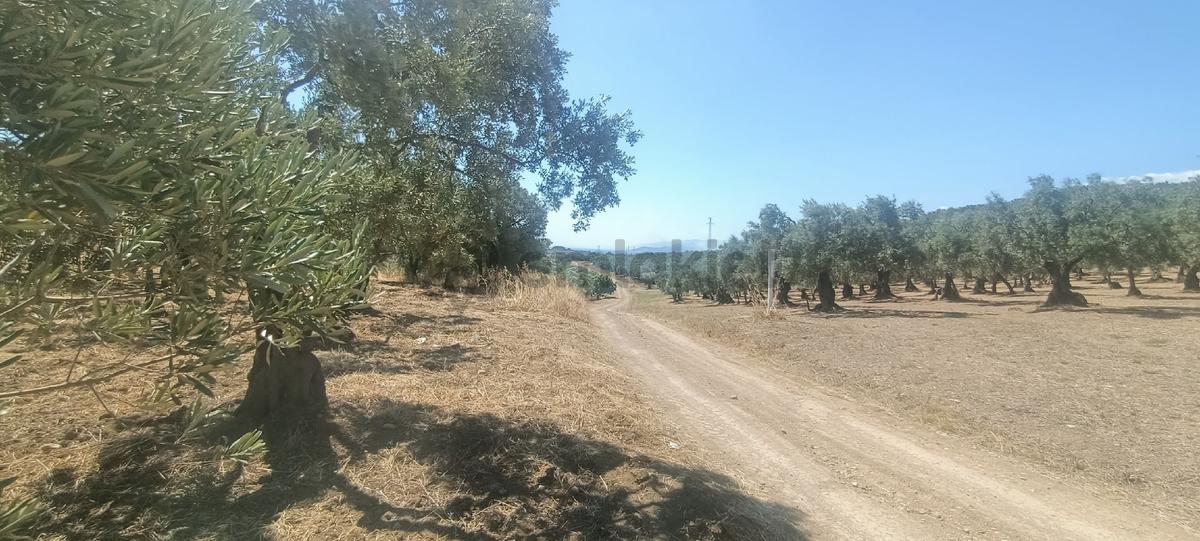 Alpaslan Emlaktan 3032m2+yol+su+imara500m - 6