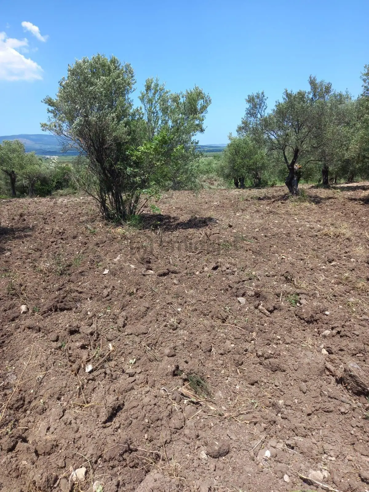 Manisa Akhisar Erdellide 1000m2 Zeytinlik - 9