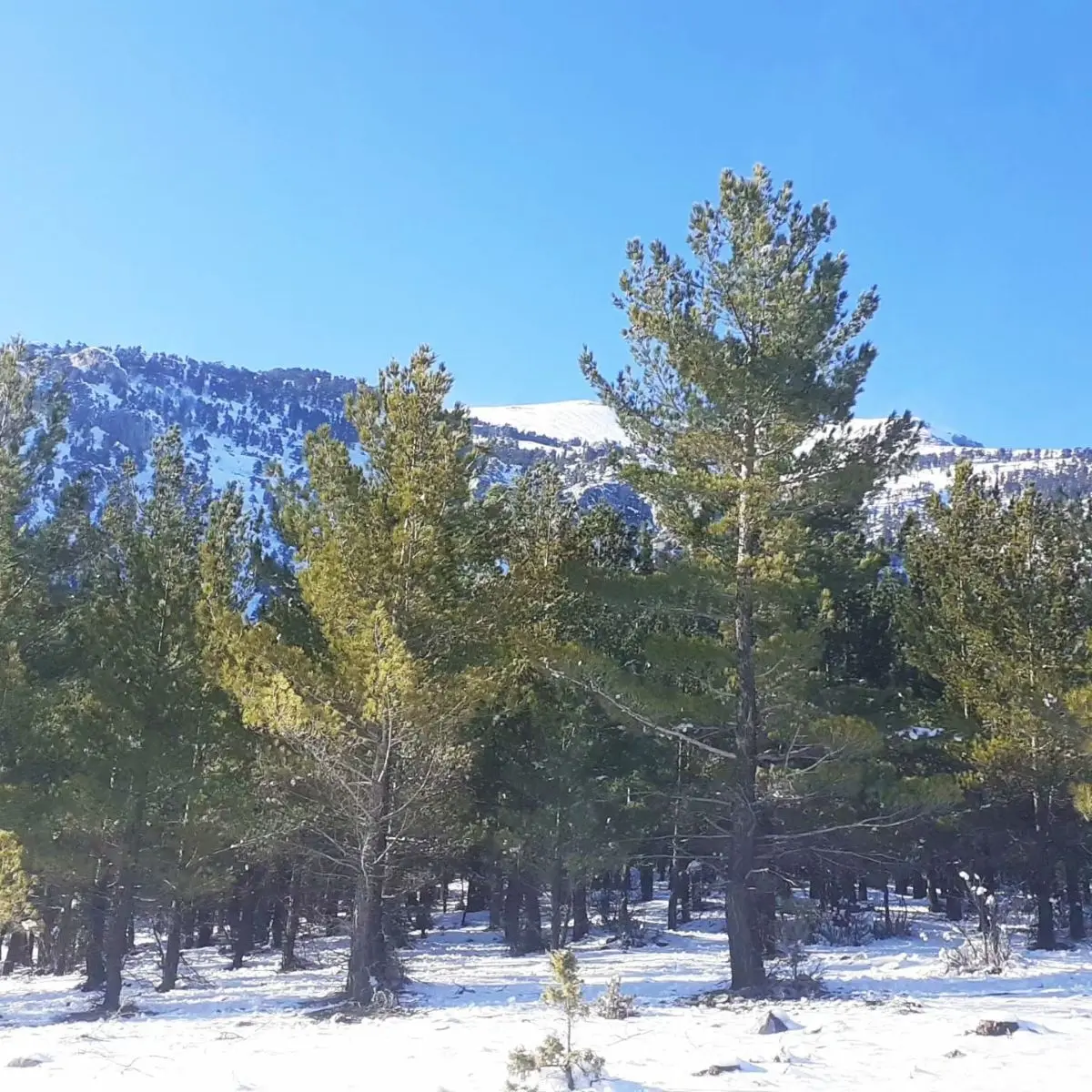 Kar Emlak Tan Yeni Konacık Ta Yüksek Konumlu 400 M2 Satılık Arsa - 7