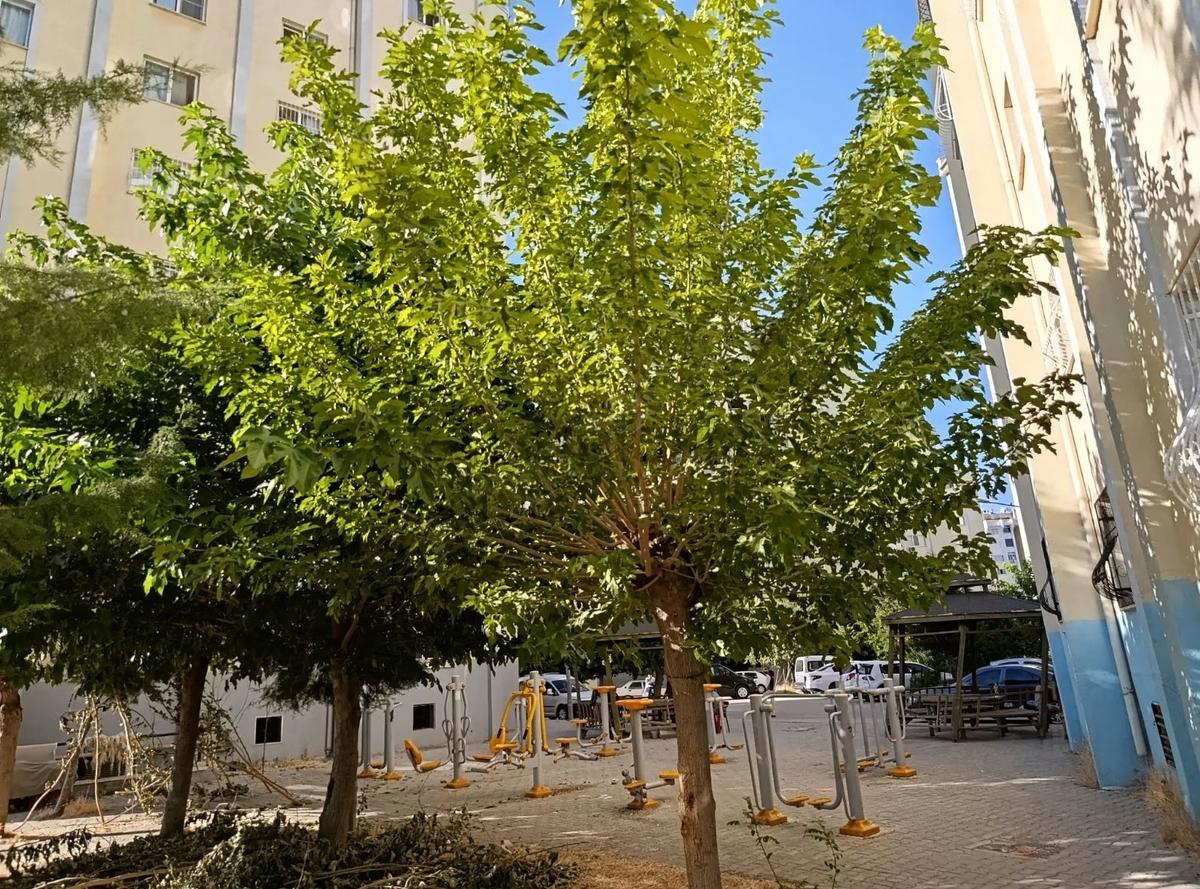 Çetin Karakuş Satılık - 26