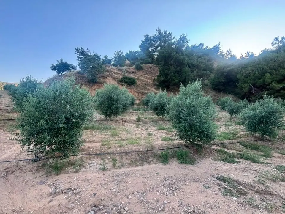 Tc Emlaktan Satılık 28.500 M2 Zeytinlik - 33