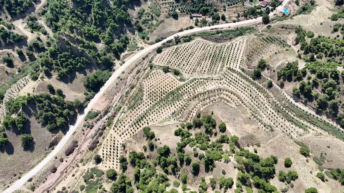 Tc Emlaktan Satılık 28.500 M2 Zeytinlik - 5