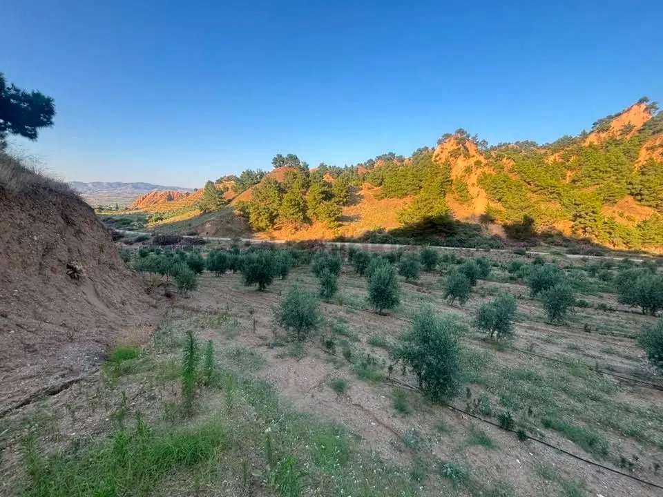 Tc Emlaktan Satılık 28.500 M2 Zeytinlik - 28