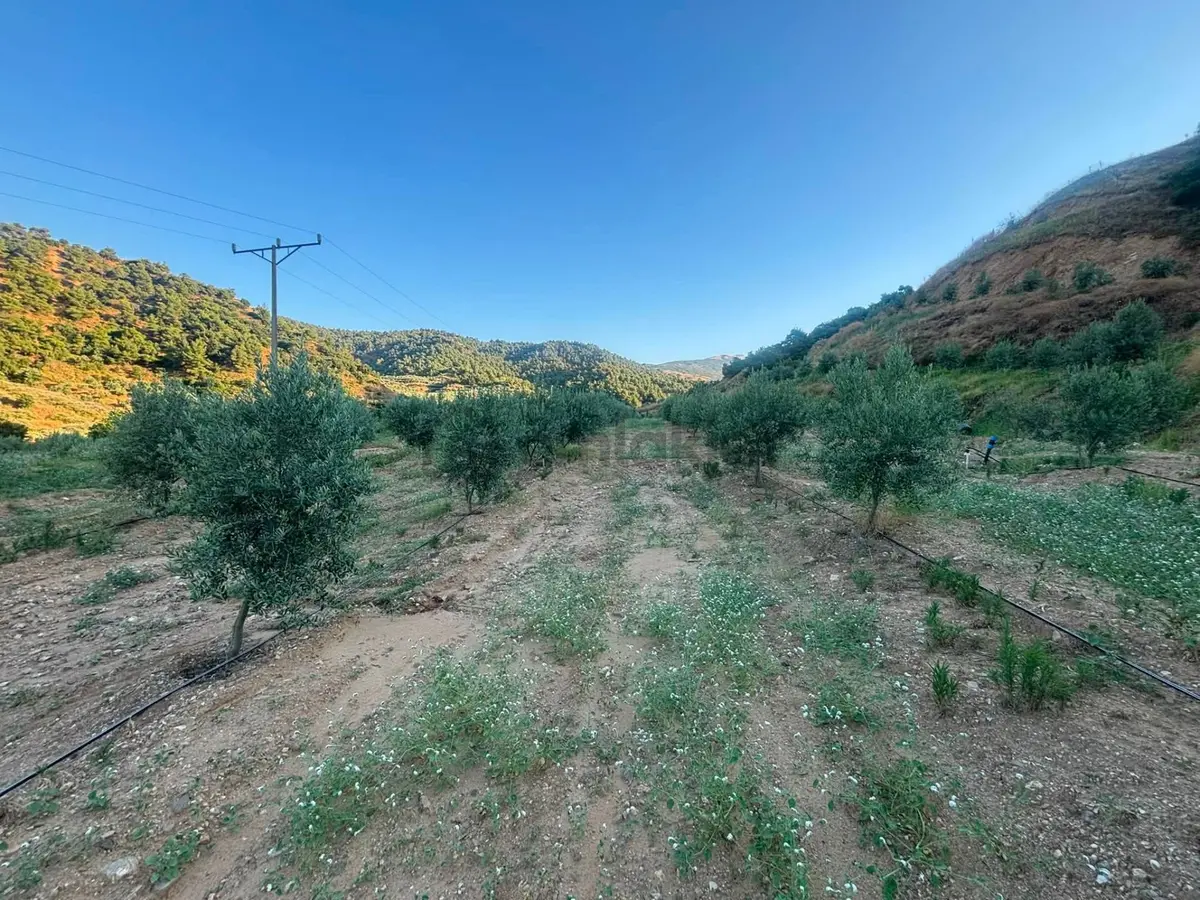Tc Emlaktan Satılık 28.500 M2 Zeytinlik - 25