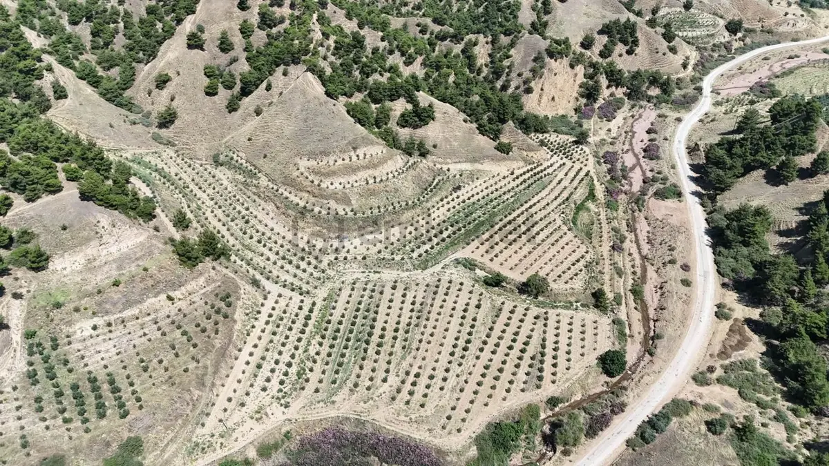 Tc Emlaktan Satılık 28.500 M2 Zeytinlik - 3