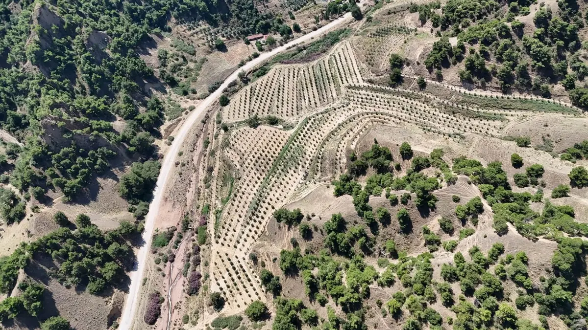 Tc Emlaktan Satılık 28.500 M2 Zeytinlik - 8