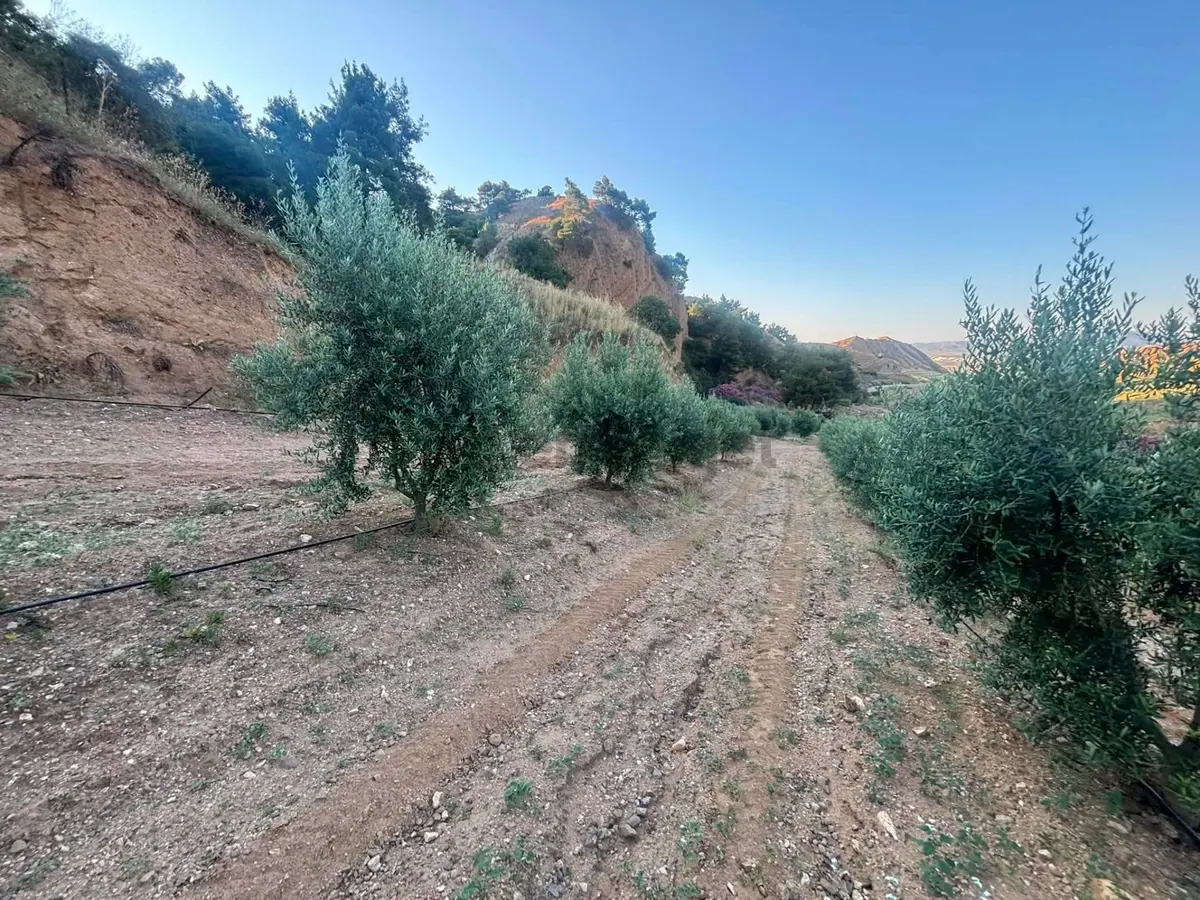 Tc Emlaktan Satılık 28.500 M2 Zeytinlik - 29
