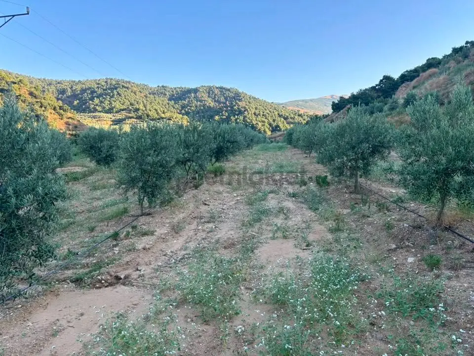 Tc Emlaktan Satılık 28.500 M2 Zeytinlik - 10
