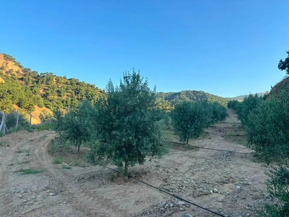Tc Emlaktan Satılık 28.500 M2 Zeytinlik - 14