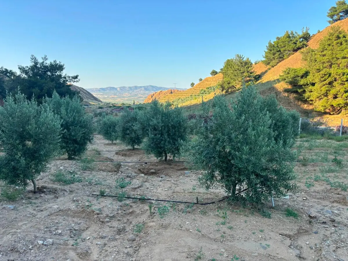 Tc Emlaktan Satılık 28.500 M2 Zeytinlik - 11
