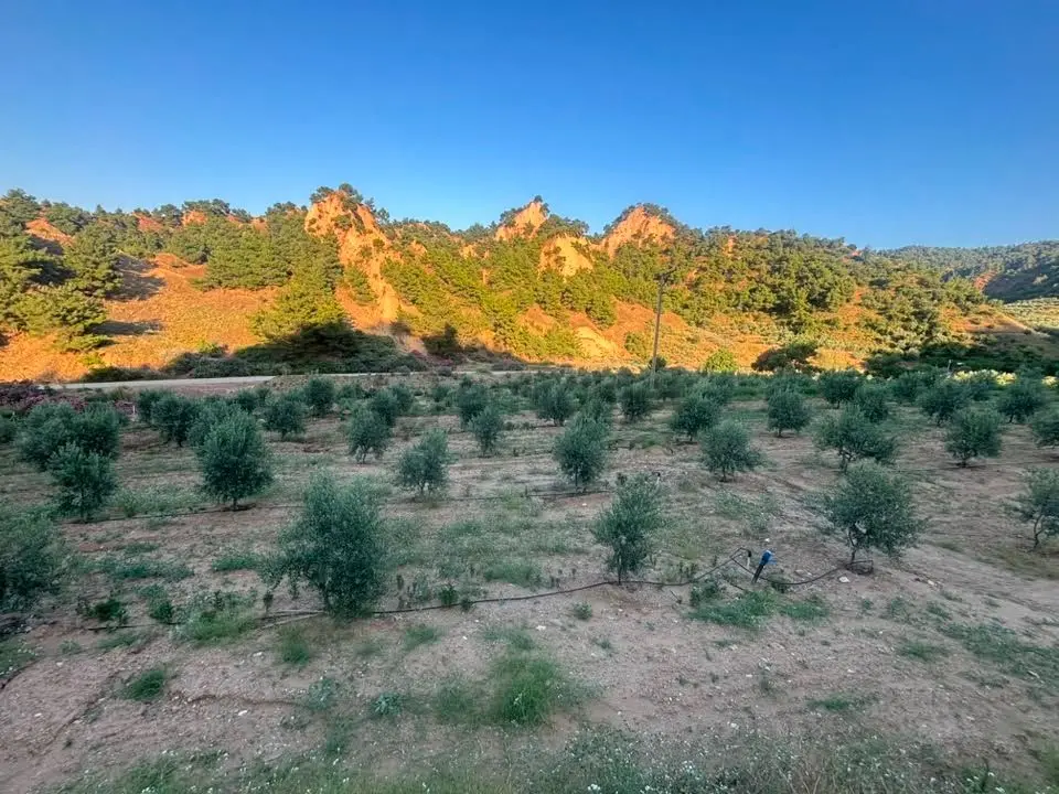 Tc Emlaktan Satılık 28.500 M2 Zeytinlik - 21