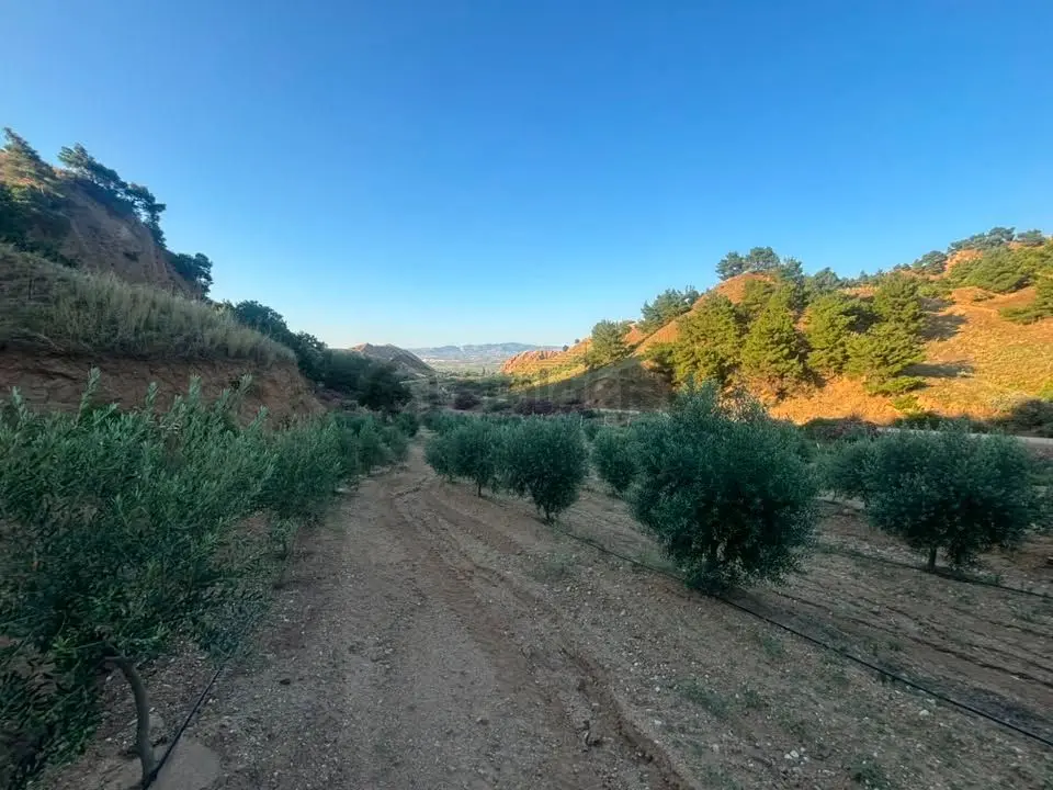 Tc Emlaktan Satılık 28.500 M2 Zeytinlik - 31