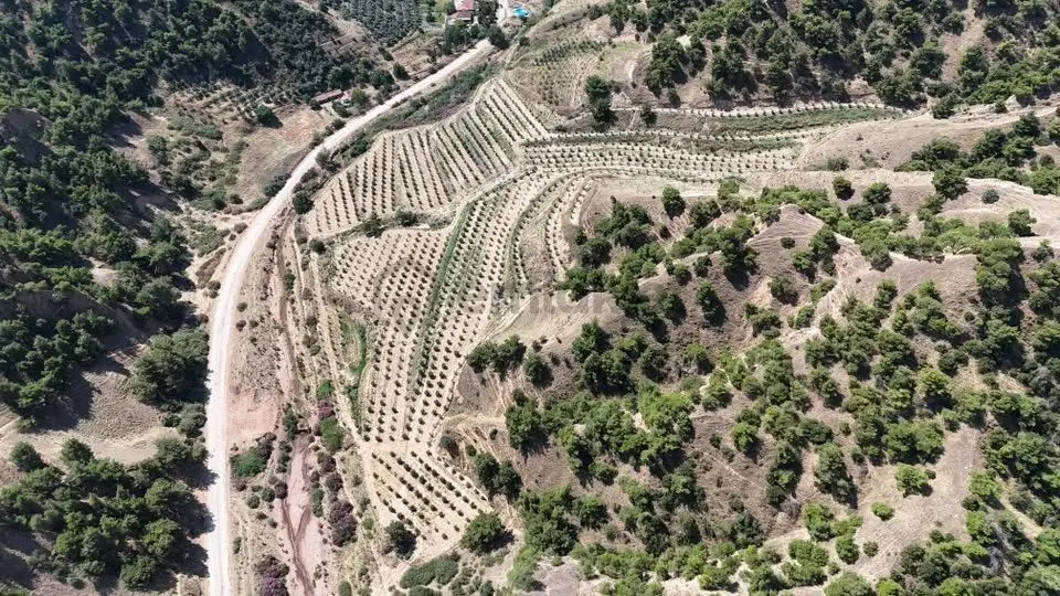 Tc Emlaktan Satılık 28.500 M2 Zeytinlik