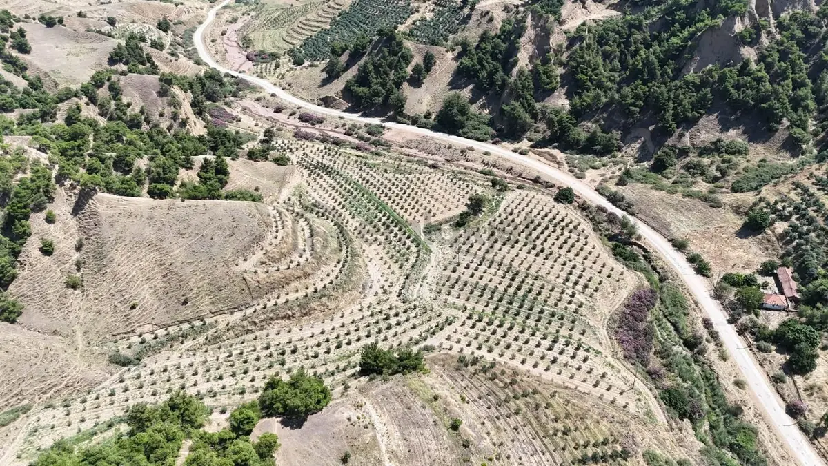 Tc Emlaktan Satılık 28.500 M2 Zeytinlik - 2