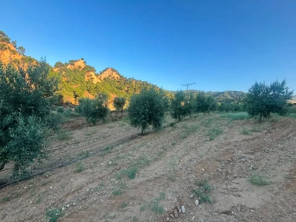 Tc Emlaktan Satılık 28.500 M2 Zeytinlik - 13