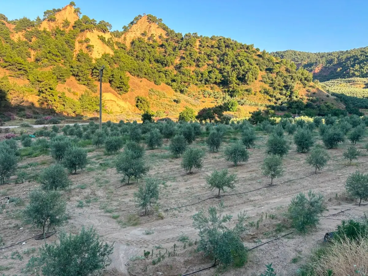 Tc Emlaktan Satılık 28.500 M2 Zeytinlik - 35