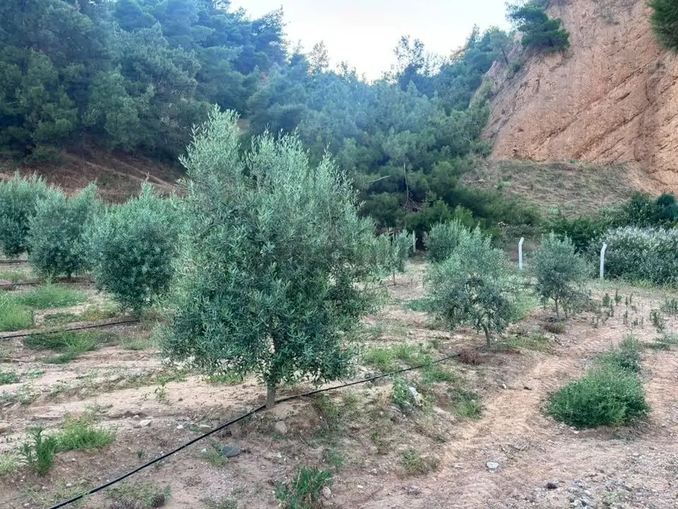 Tc Emlaktan Satılık 28.500 M2 Zeytinlik - 23