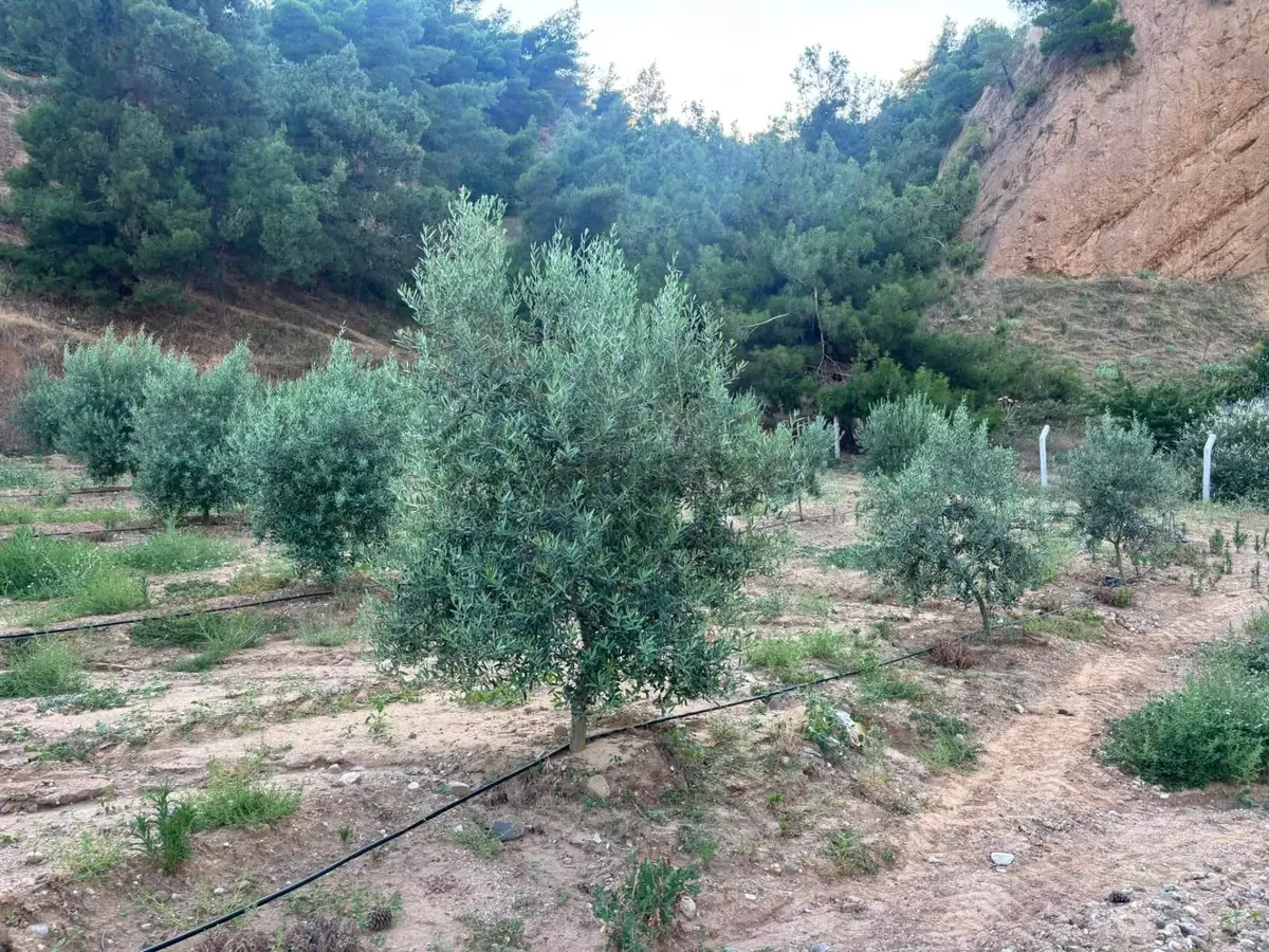 Tc Emlaktan Satılık 28.500 M2 Zeytinlik - 26