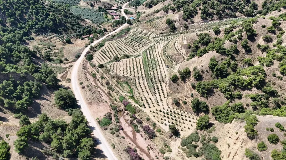 Tc Emlaktan Satılık 28.500 M2 Zeytinlik - 6