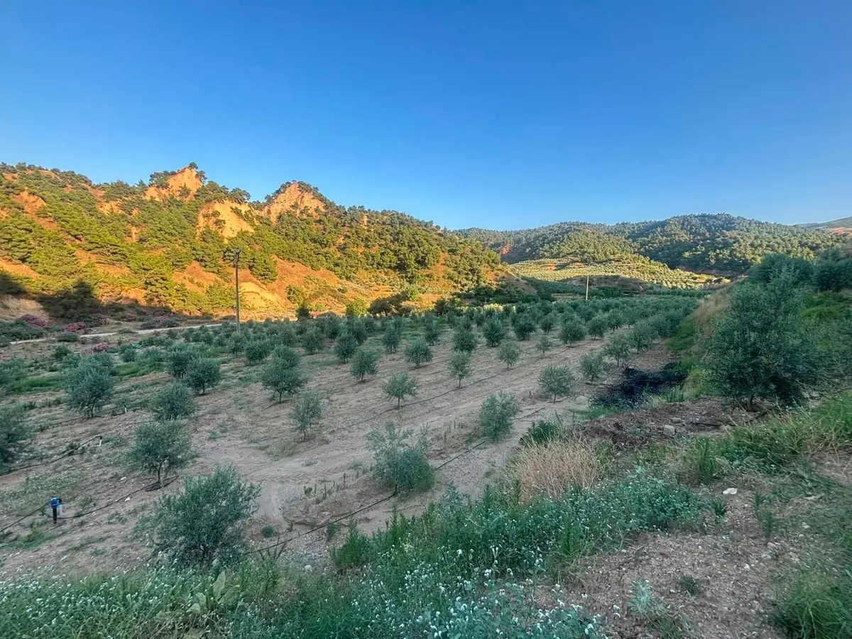 Tc Emlaktan Satılık 28.500 M2 Zeytinlik - 9