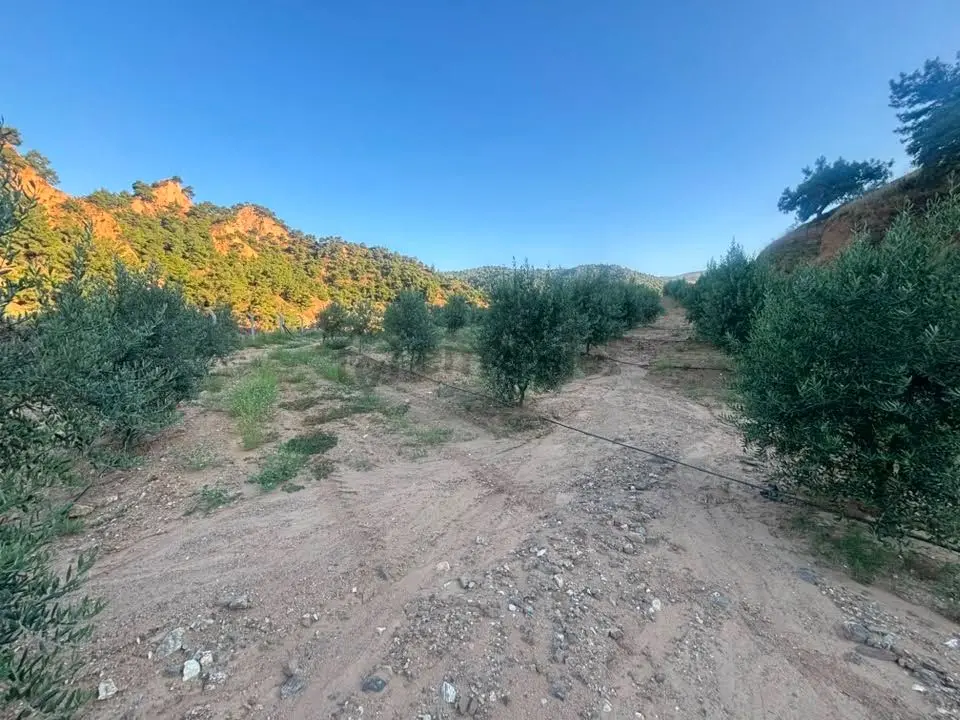 Tc Emlaktan Satılık 28.500 M2 Zeytinlik - 30