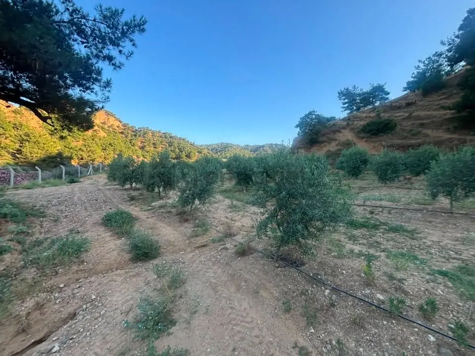 Tc Emlaktan Satılık 28.500 M2 Zeytinlik - 12