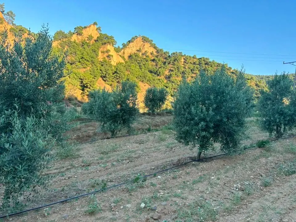 Tc Emlaktan Satılık 28.500 M2 Zeytinlik - 15