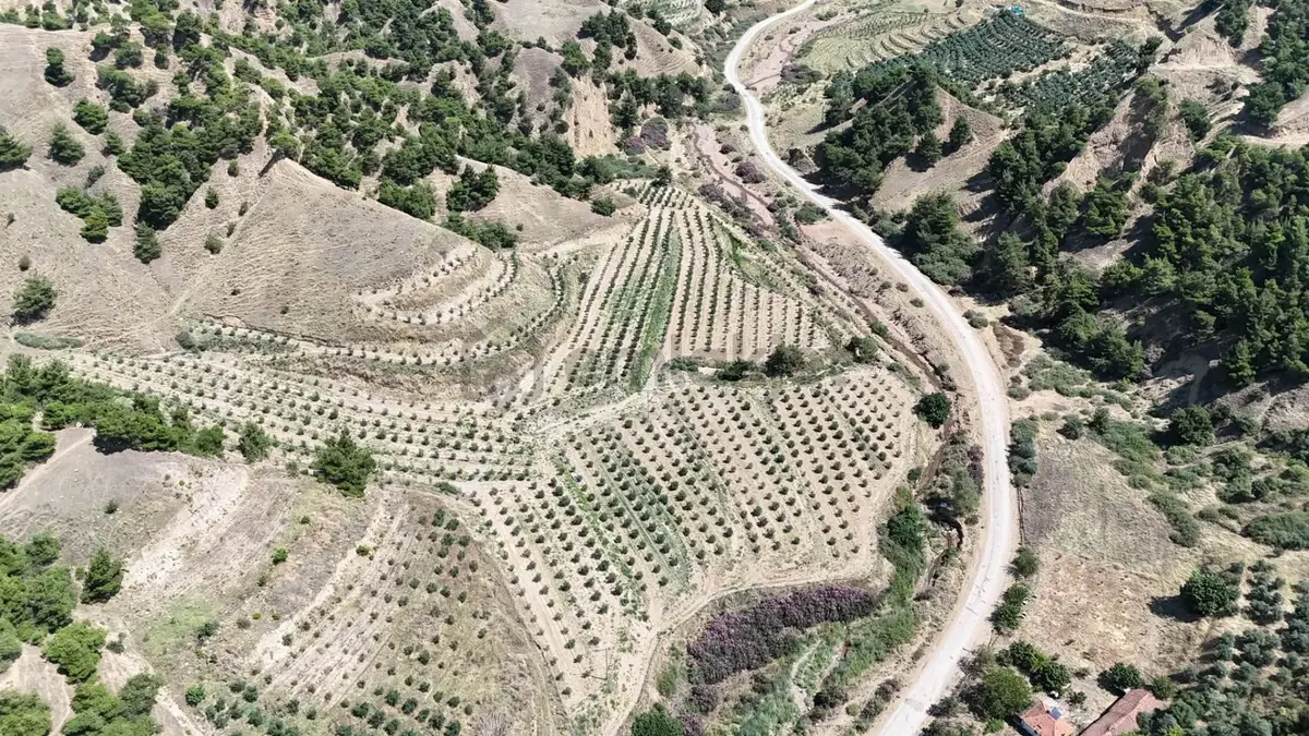 Tc Emlaktan Satılık 28.500 M2 Zeytinlik - 4