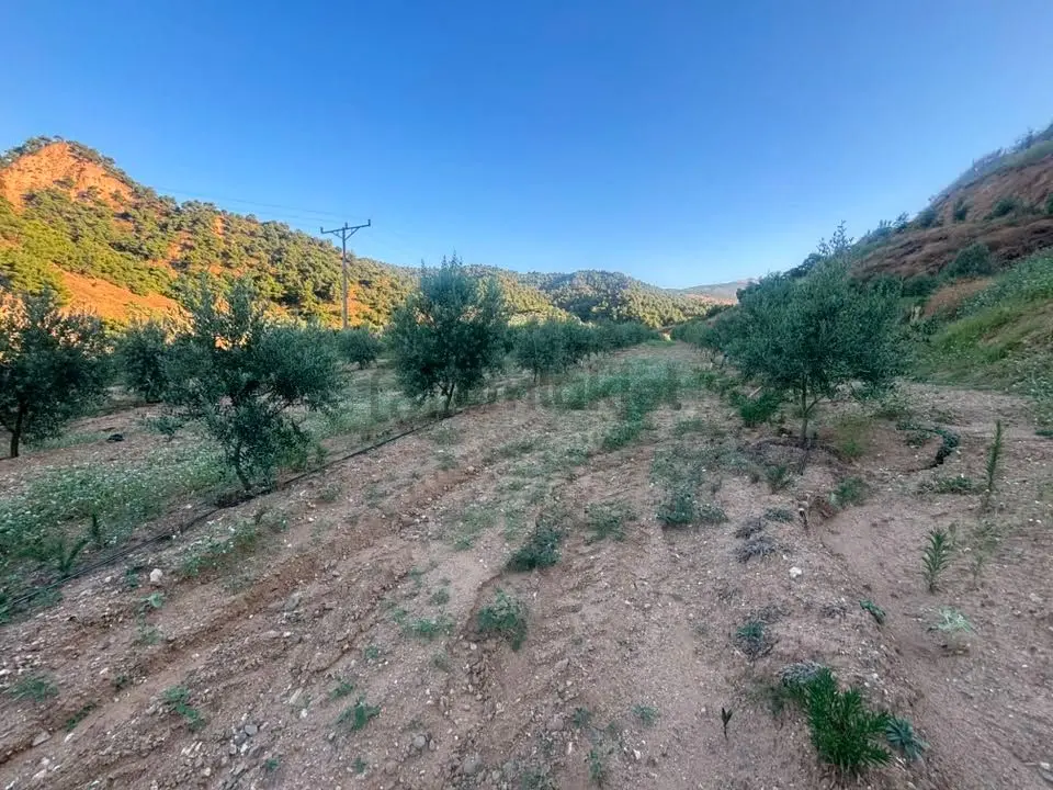 Tc Emlaktan Satılık 28.500 M2 Zeytinlik - 34