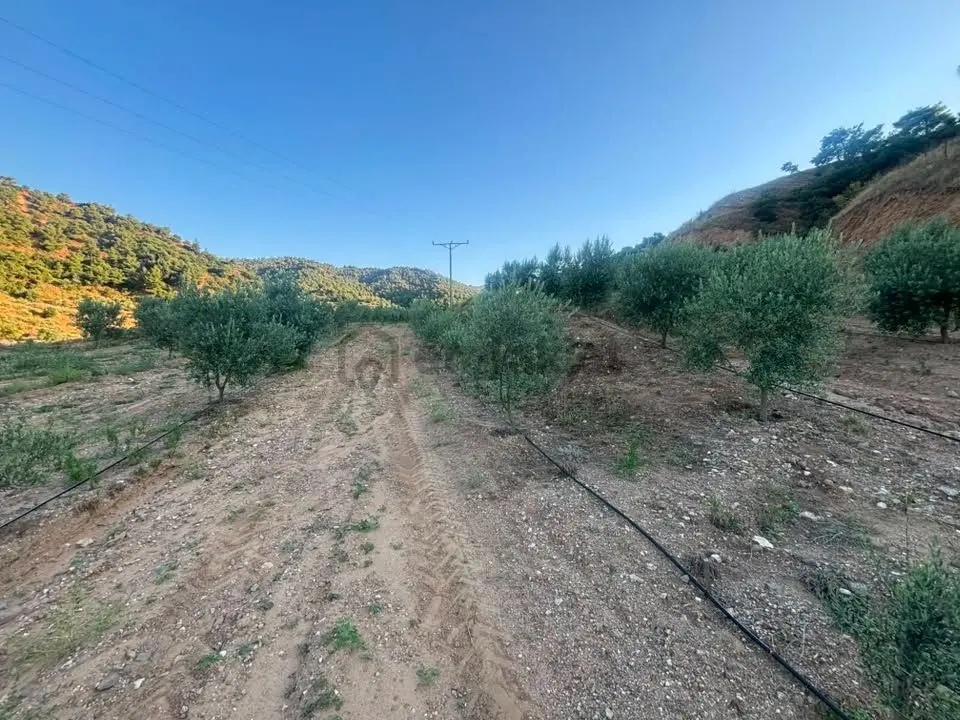 Tc Emlaktan Satılık 28.500 M2 Zeytinlik - 24