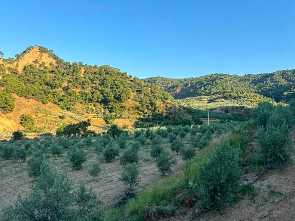 Tc Emlaktan Satılık 28.500 M2 Zeytinlik - 18