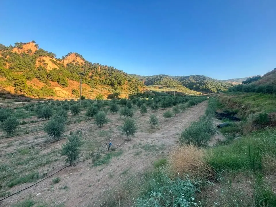 Tc Emlaktan Satılık 28.500 M2 Zeytinlik - 32