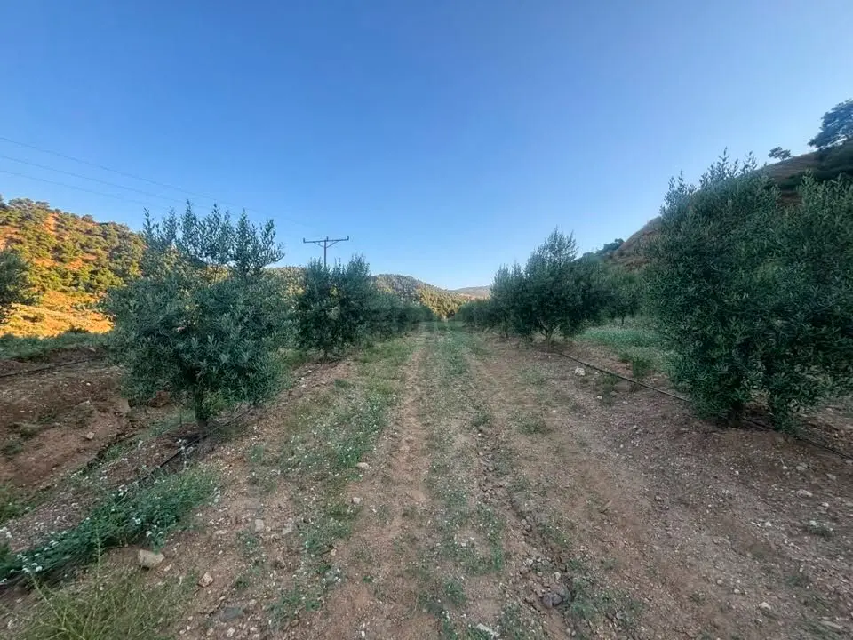 Tc Emlaktan Satılık 28.500 M2 Zeytinlik - 19