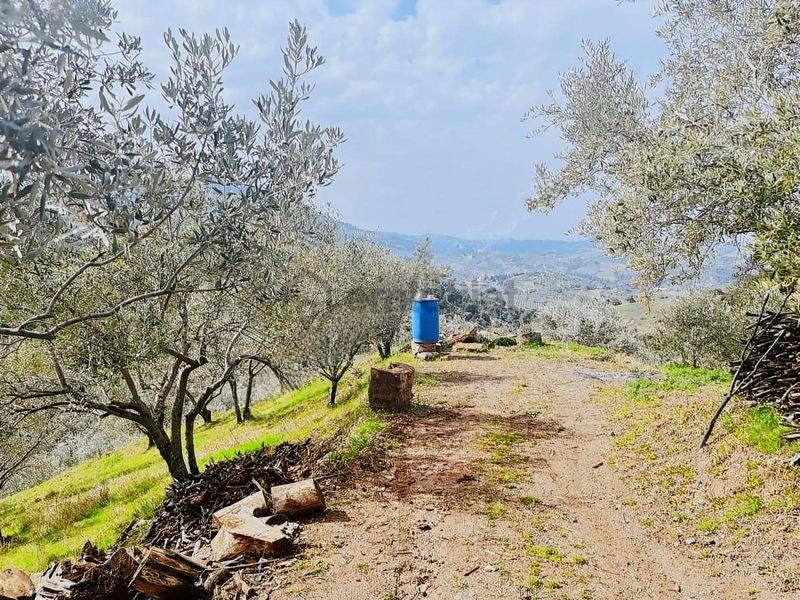 Mükemmel Manzaralı Satılık Zeytinlik - 12
