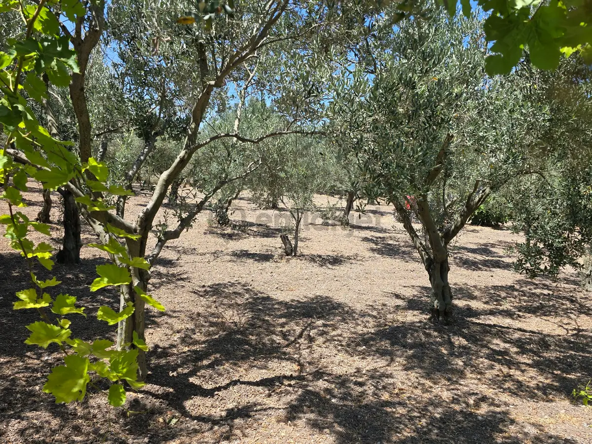 İzmir Urla İçmeler Satılık Tarla - 33