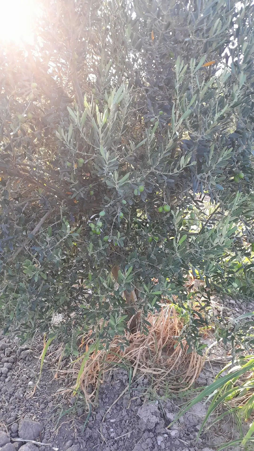 Sahibinden Satılık Zeytinlik - 3