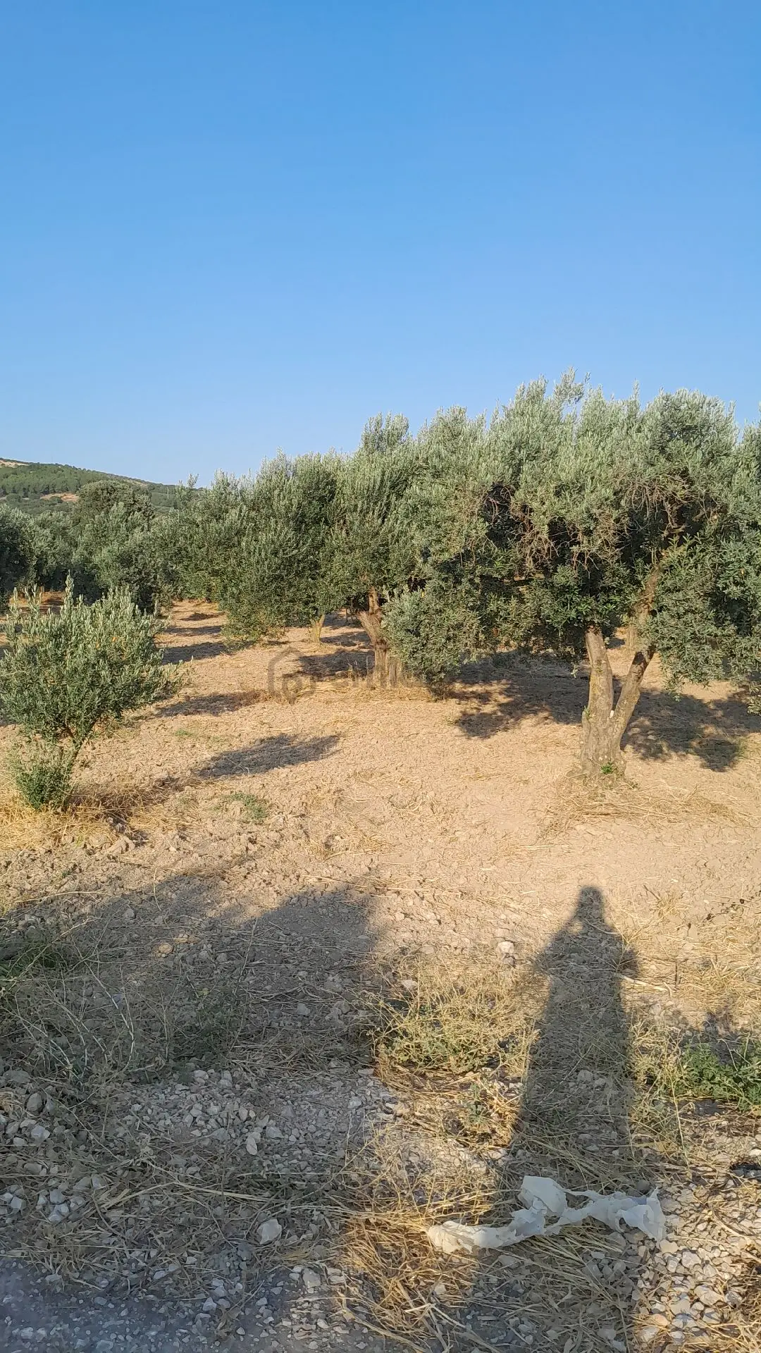 Sahibinden Satılık Zeytinlik - 4