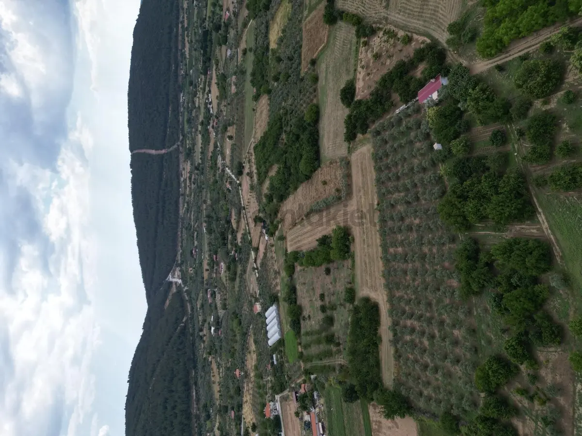 Muğla Ula'da Fırsat Tarla - 18