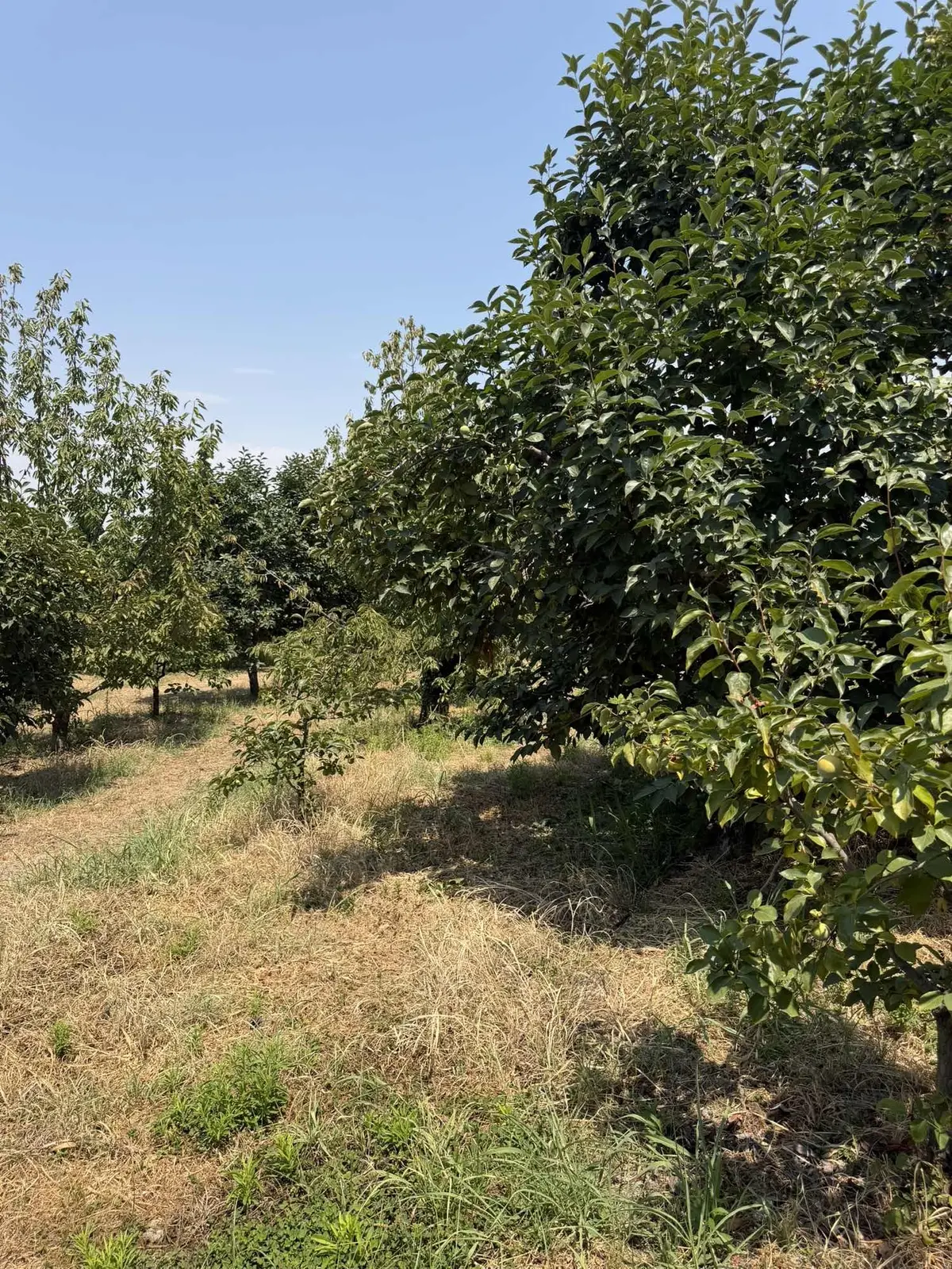 Honazda Satılık Meyve Bahçesi - 17