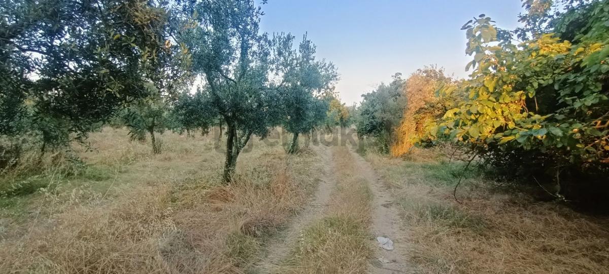 Alpaslan Emlaktan 7698m2 Asvalt Cephe Değerli Arazi - 6