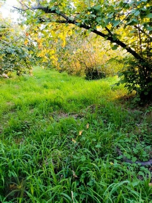 Konakbaşı Mahallesinde Satılık Fındık Bahcesi - 16