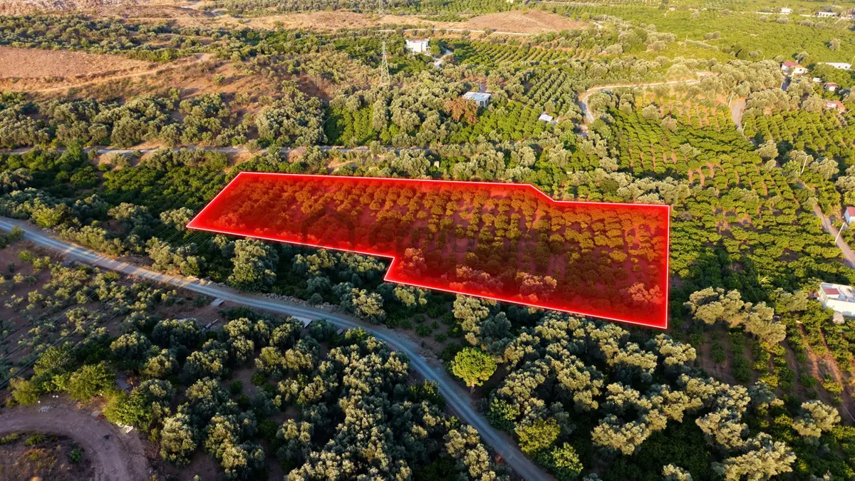 Payamlı 8.829 M2 Zeytin Ağaçlı Tarla - 5