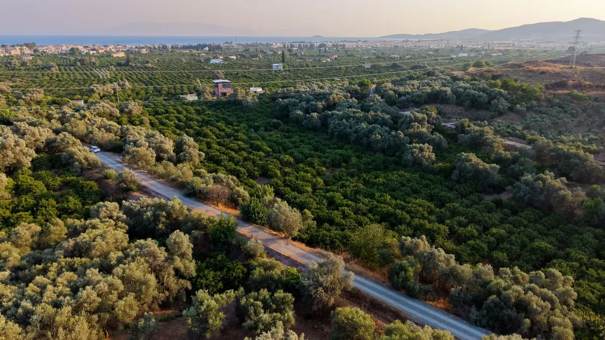 Payamlı 8.829 M2 Zeytin Ağaçlı Tarla - 16