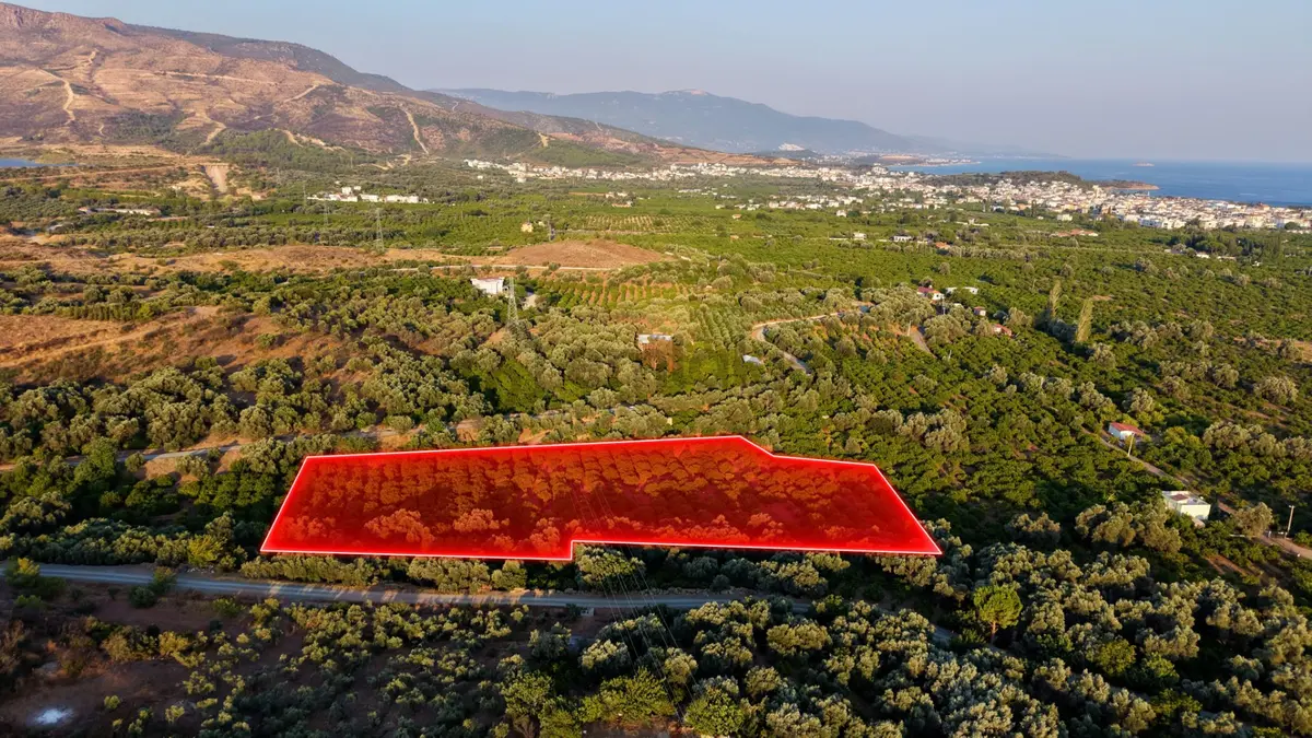 Payamlı 8.829 M2 Zeytin Ağaçlı Tarla - 6