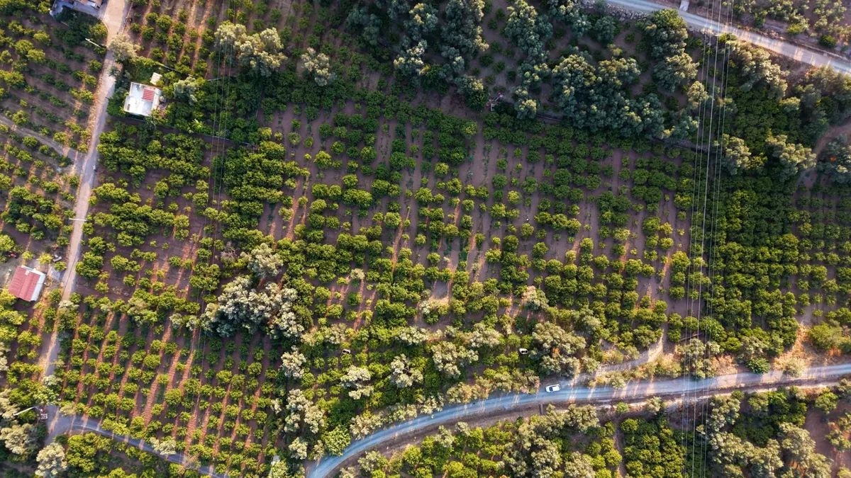 Payamlı 8.829 M2 Zeytin Ağaçlı Tarla - 21