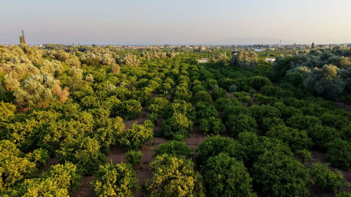 Payamlı 8.829 M2 Zeytin Ağaçlı Tarla - 15
